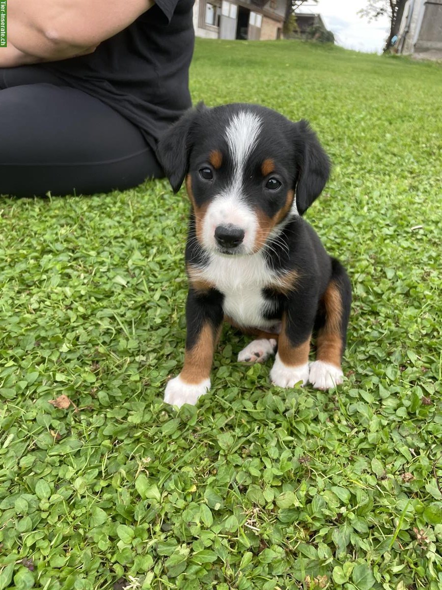 Bild 3: Entlebucher x Appenzeller Sennenhund Mischlingswelpen
