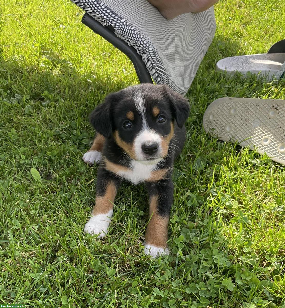Bild 4: Entlebucher x Appenzeller Sennenhund Mischlingswelpen