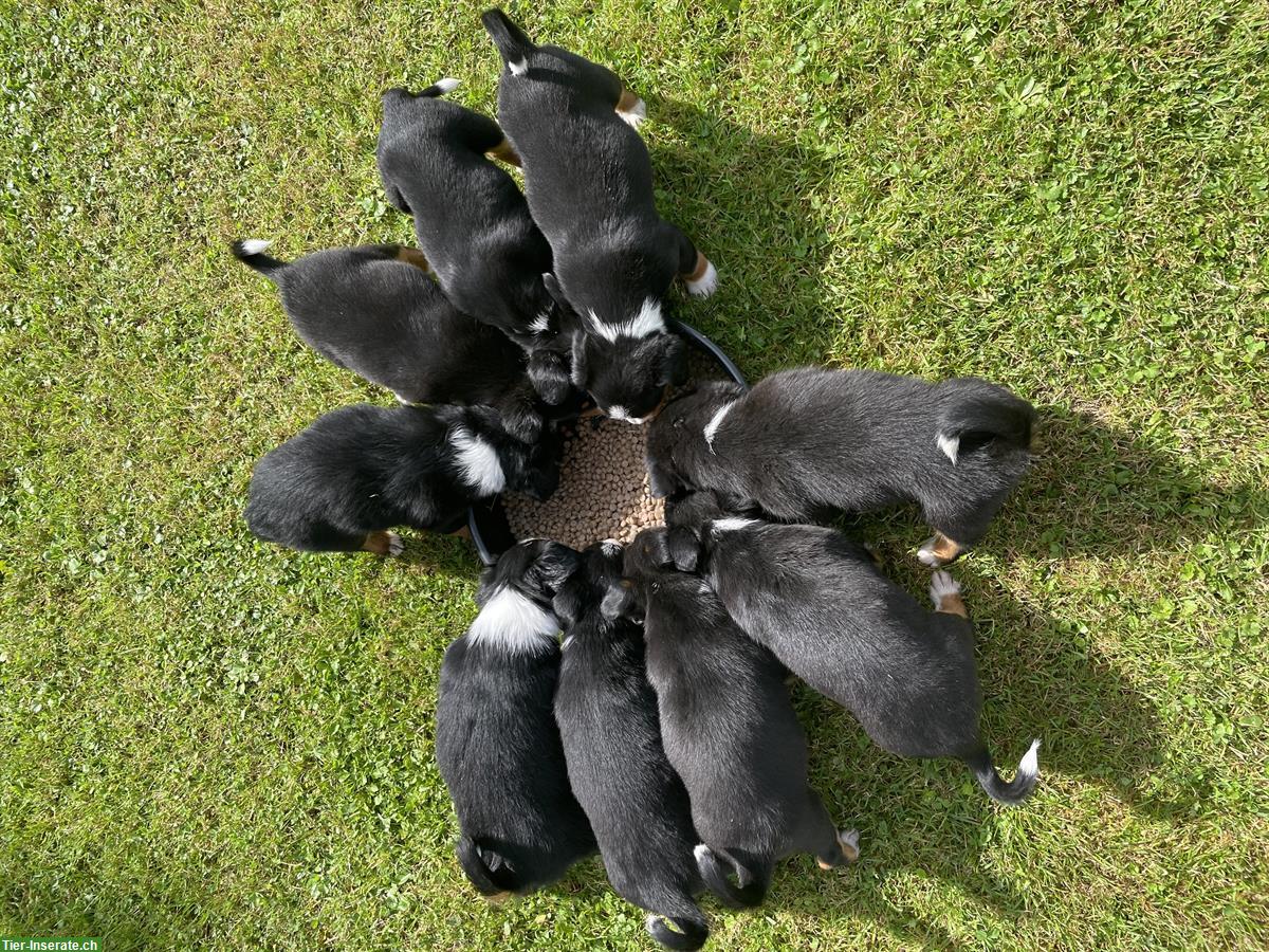 Bild 6: Entlebucher x Appenzeller Sennenhund Mischlingswelpen