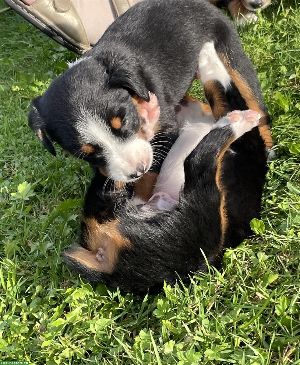 Bild 7: Entlebucher x Appenzeller Sennenhund Mischlingswelpen