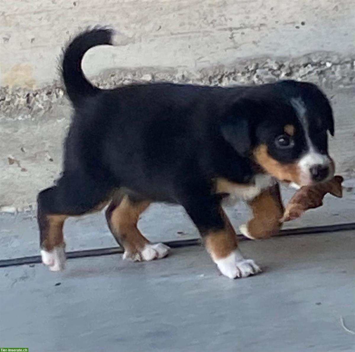Bild 8: Entlebucher x Appenzeller Sennenhund Mischlingswelpen