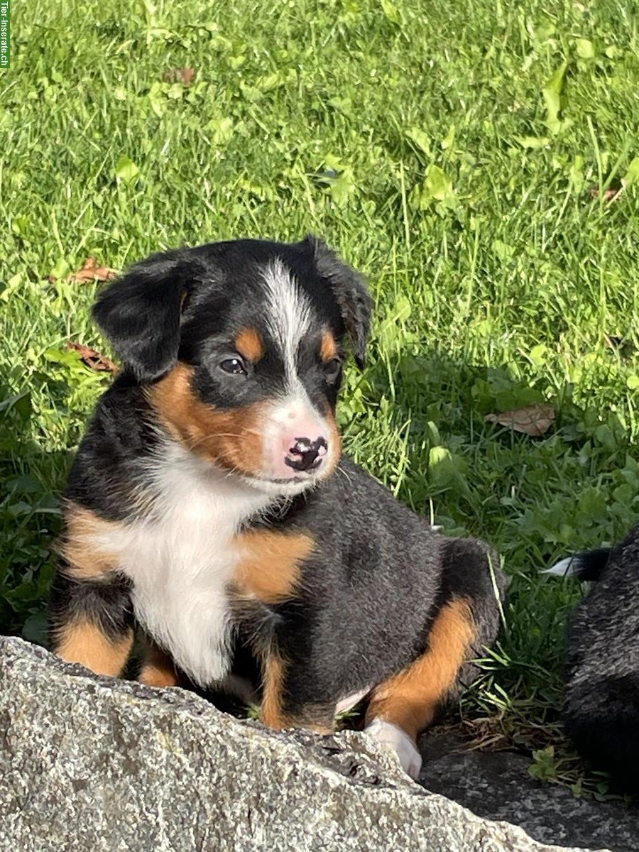 Bild 9: Entlebucher x Appenzeller Sennenhund Mischlingswelpen