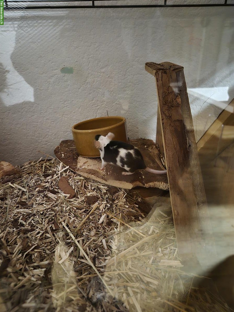 2 Farbmäuse suchen Lebensplatz mit Artgenossen