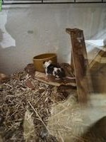 2 Farbmäuse suchen Lebensplatz mit Artgenossen