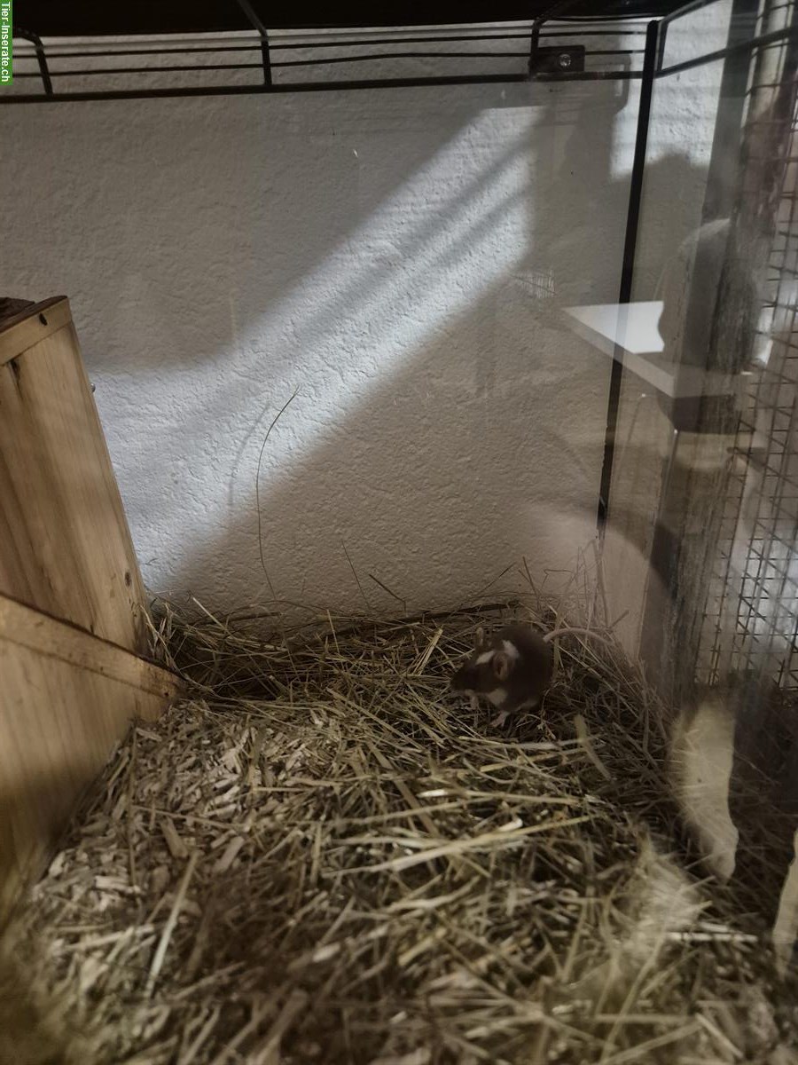 Bild 2: 2 Farbmäuse suchen Lebensplatz mit Artgenossen