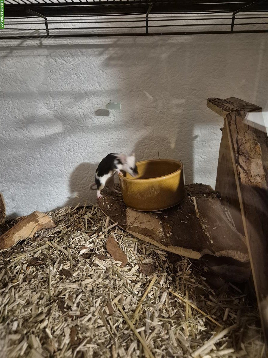 Bild 3: 2 Farbmäuse suchen Lebensplatz mit Artgenossen