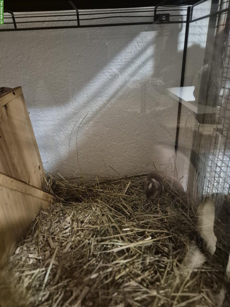 Bild 4: 2 Farbmäuse suchen Lebensplatz mit Artgenossen