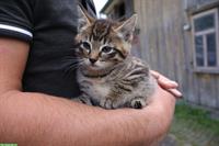 Bauernhof Kitten, 2 Kater suchen liebe Familien
