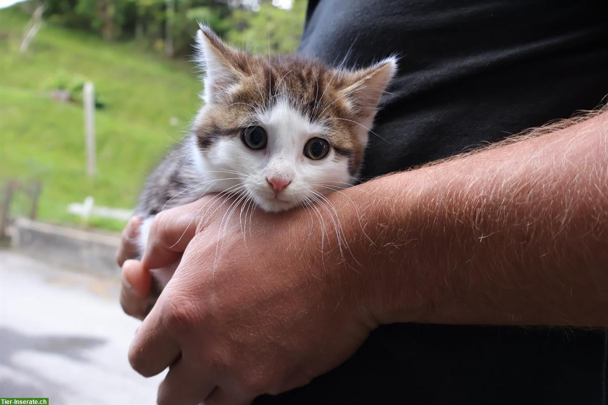Bild 2: Bauernhof Kitten, 2 Kater suchen liebe Familien