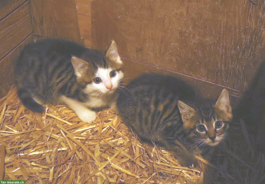 Bild 3: Bauernhof Kitten, 2 Kater suchen liebe Familien
