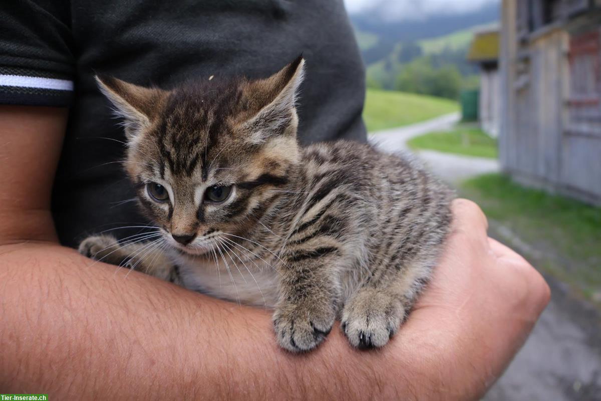 Bild 4: Bauernhof Kitten, 2 Kater suchen liebe Familien