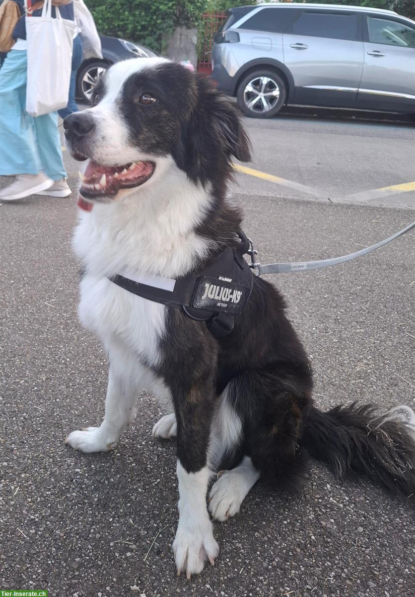 Toskanischer Hirtenhund Mischlingsrüde