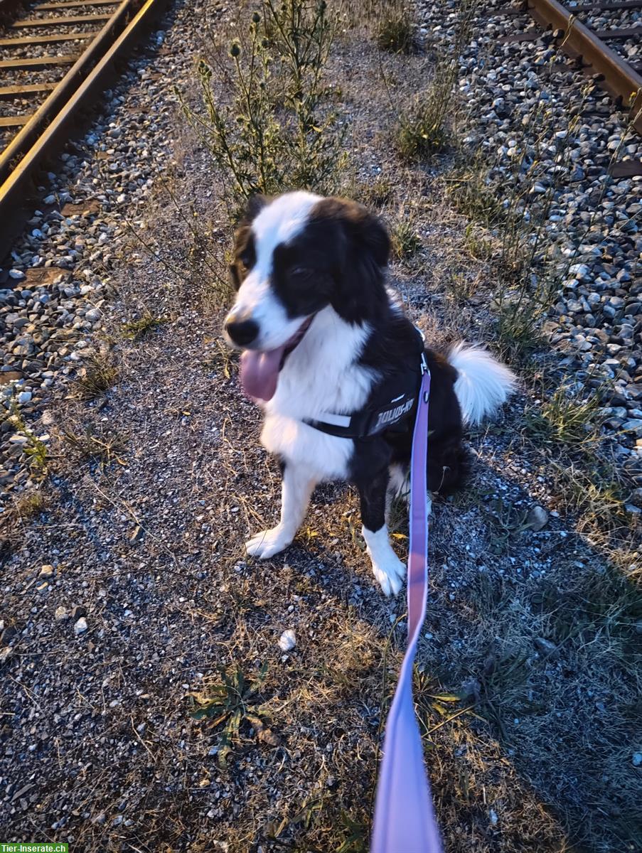 Bild 2: Toskanischer Hirtenhund Mischlingsrüde