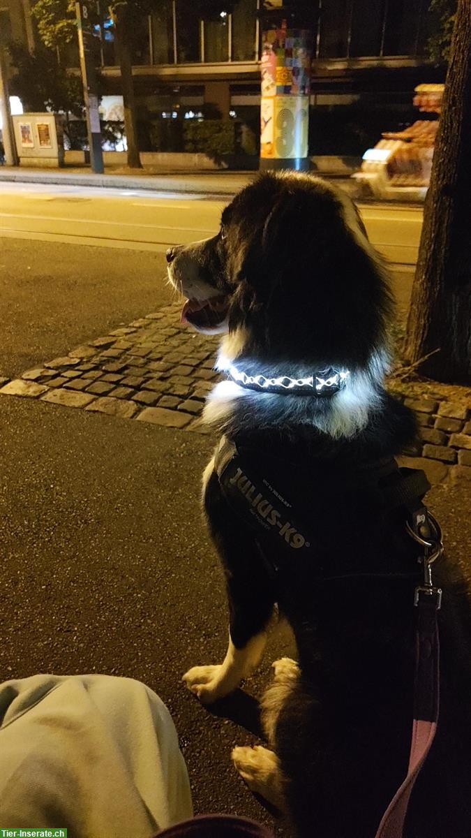 Bild 3: Toskanischer Hirtenhund Mischlingsrüde
