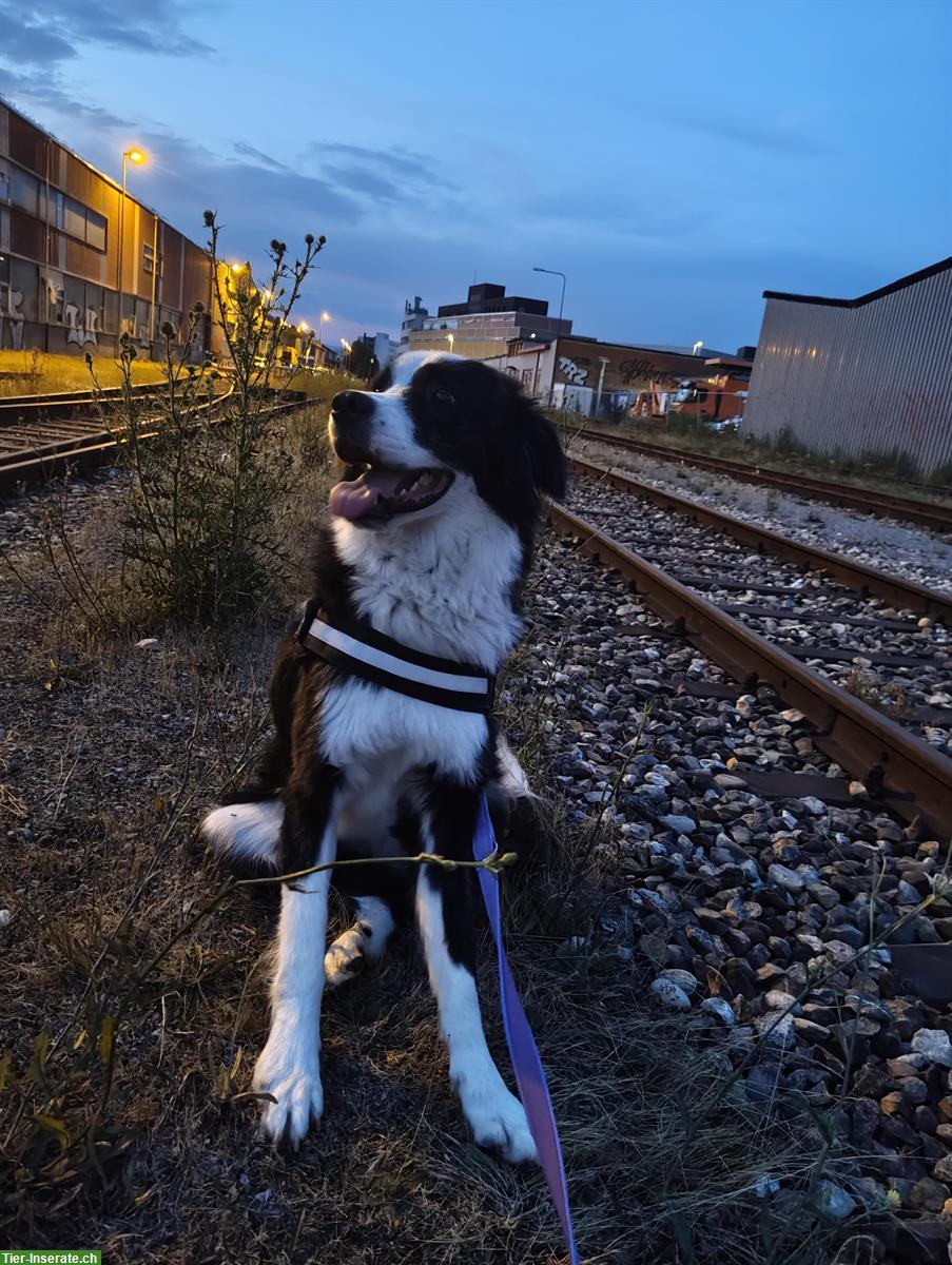 Bild 4: Toskanischer Hirtenhund Mischlingsrüde