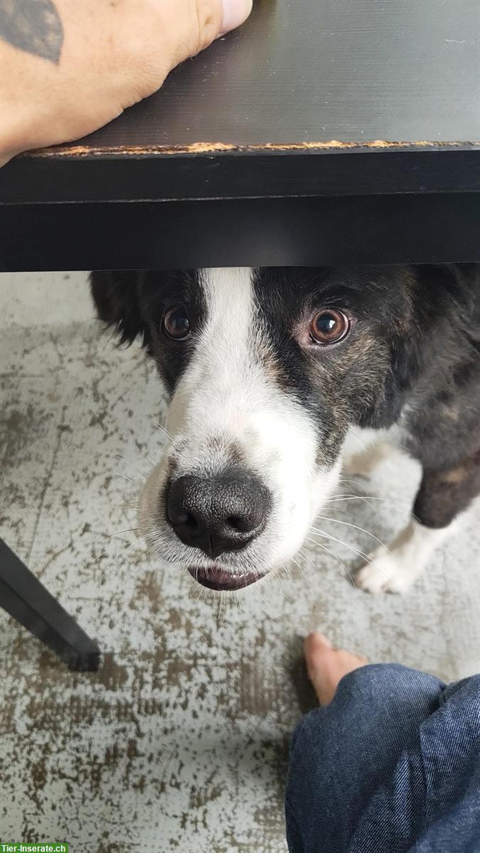 Bild 5: Toskanischer Hirtenhund Mischlingsrüde