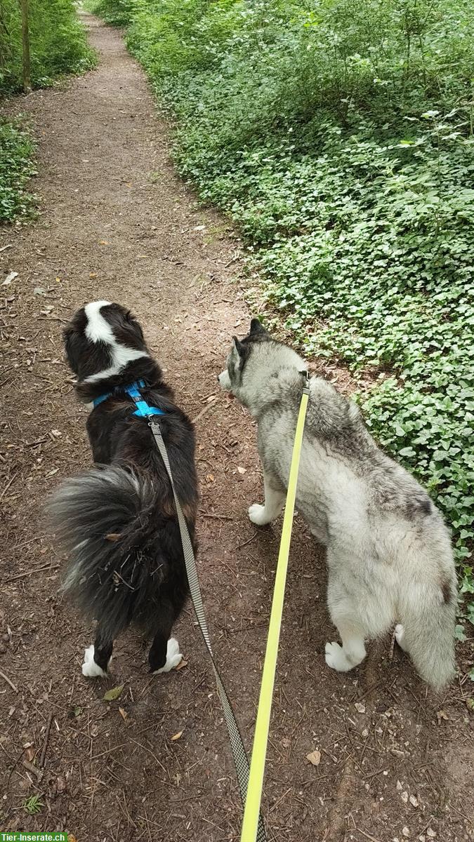 Bild 6: Toskanischer Hirtenhund Mischlingsrüde