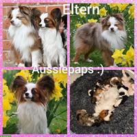 Zauberhafte Papillon x Toy Aussie (Aussiepaps) Welpen