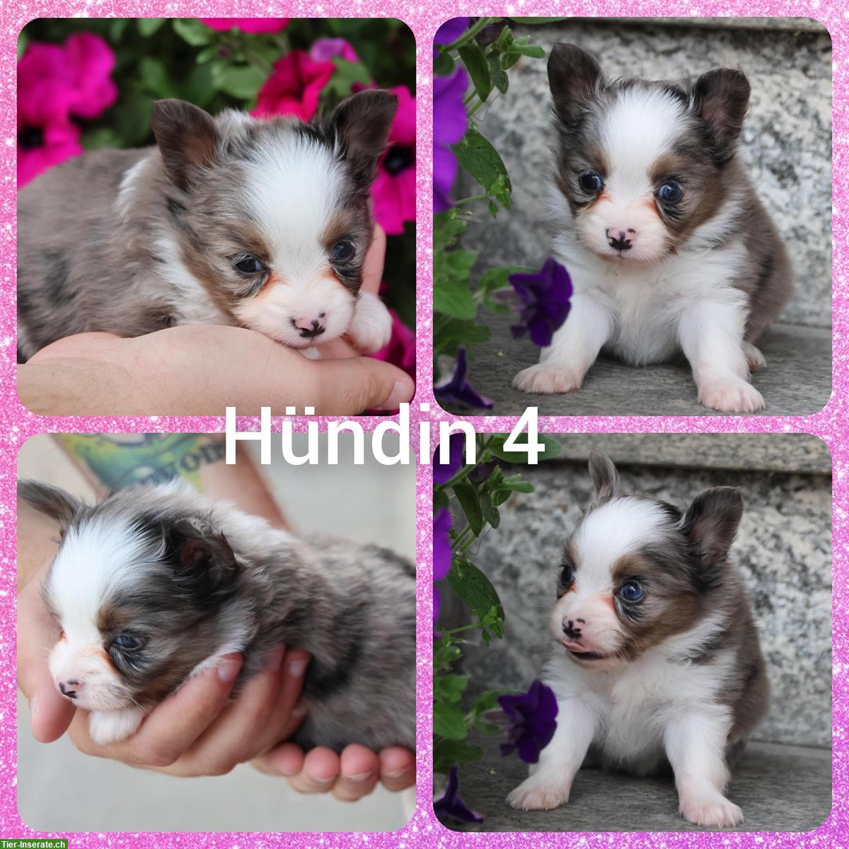 Bild 2: Zauberhafte Papillon x Toy Aussie (Aussiepaps) Welpen