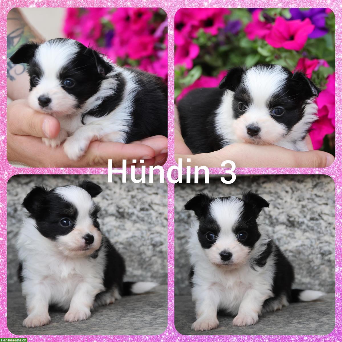 Bild 3: Zauberhafte Papillon x Toy Aussie (Aussiepaps) Welpen