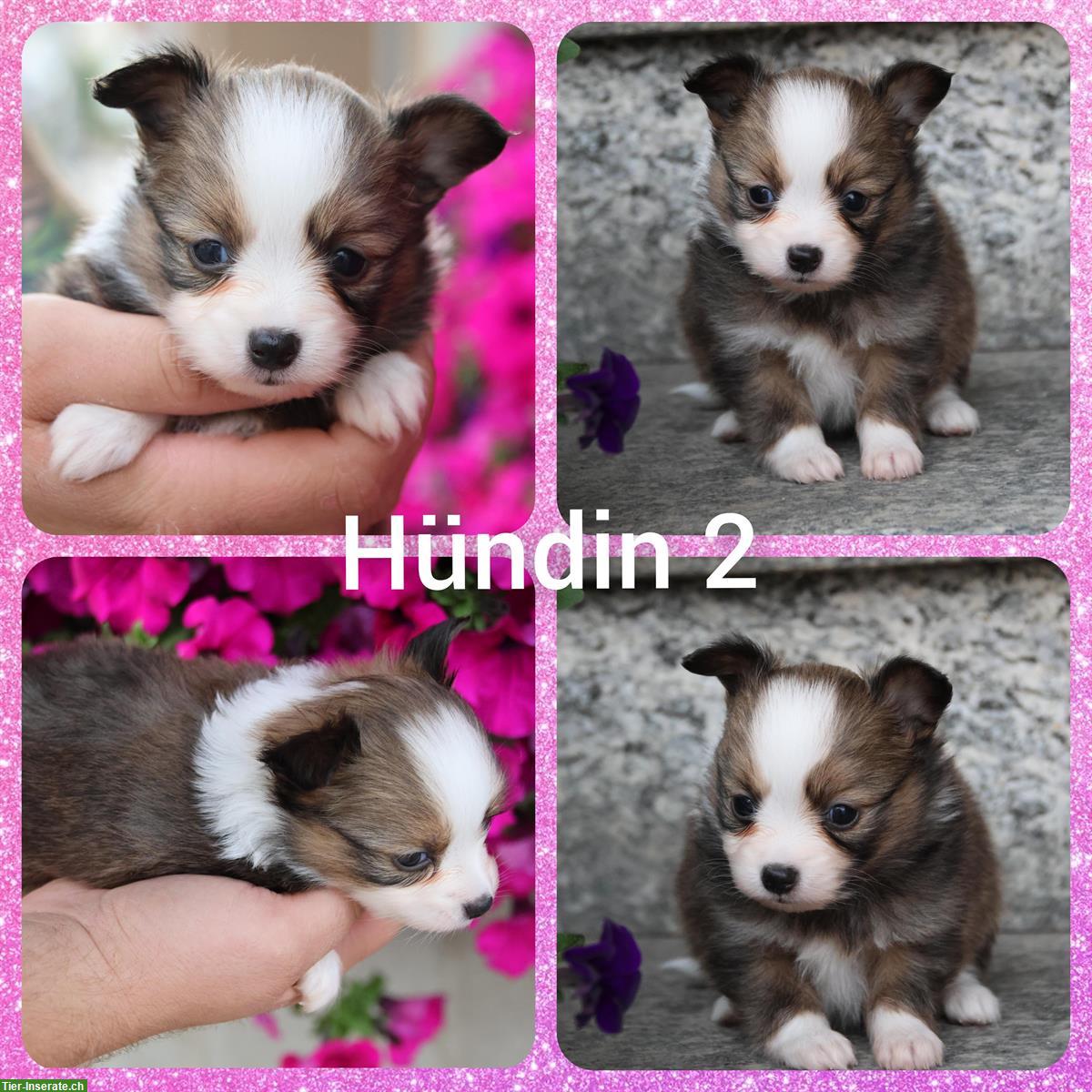 Bild 4: Zauberhafte Papillon x Toy Aussie (Aussiepaps) Welpen