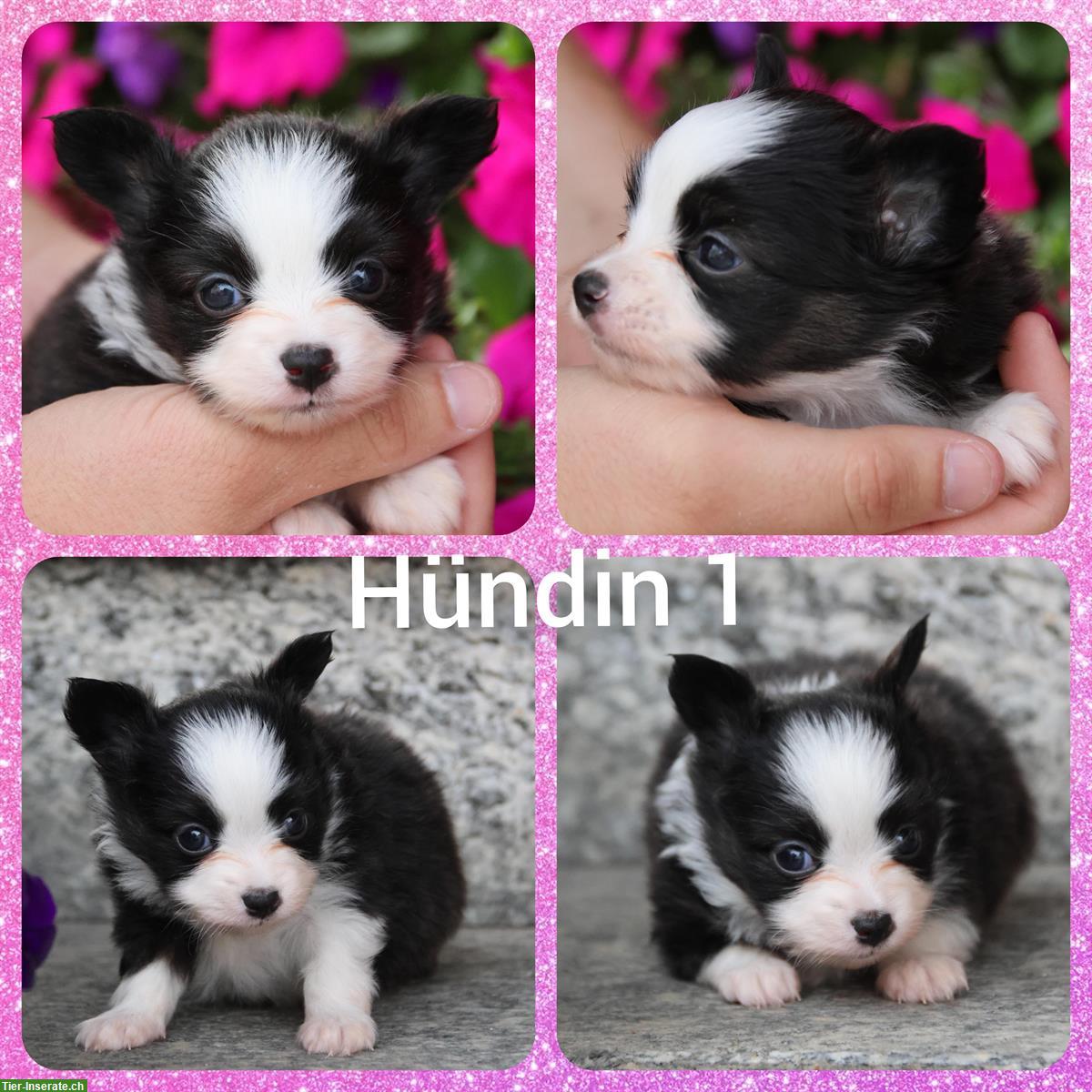 Bild 5: Zauberhafte Papillon x Toy Aussie (Aussiepaps) Welpen