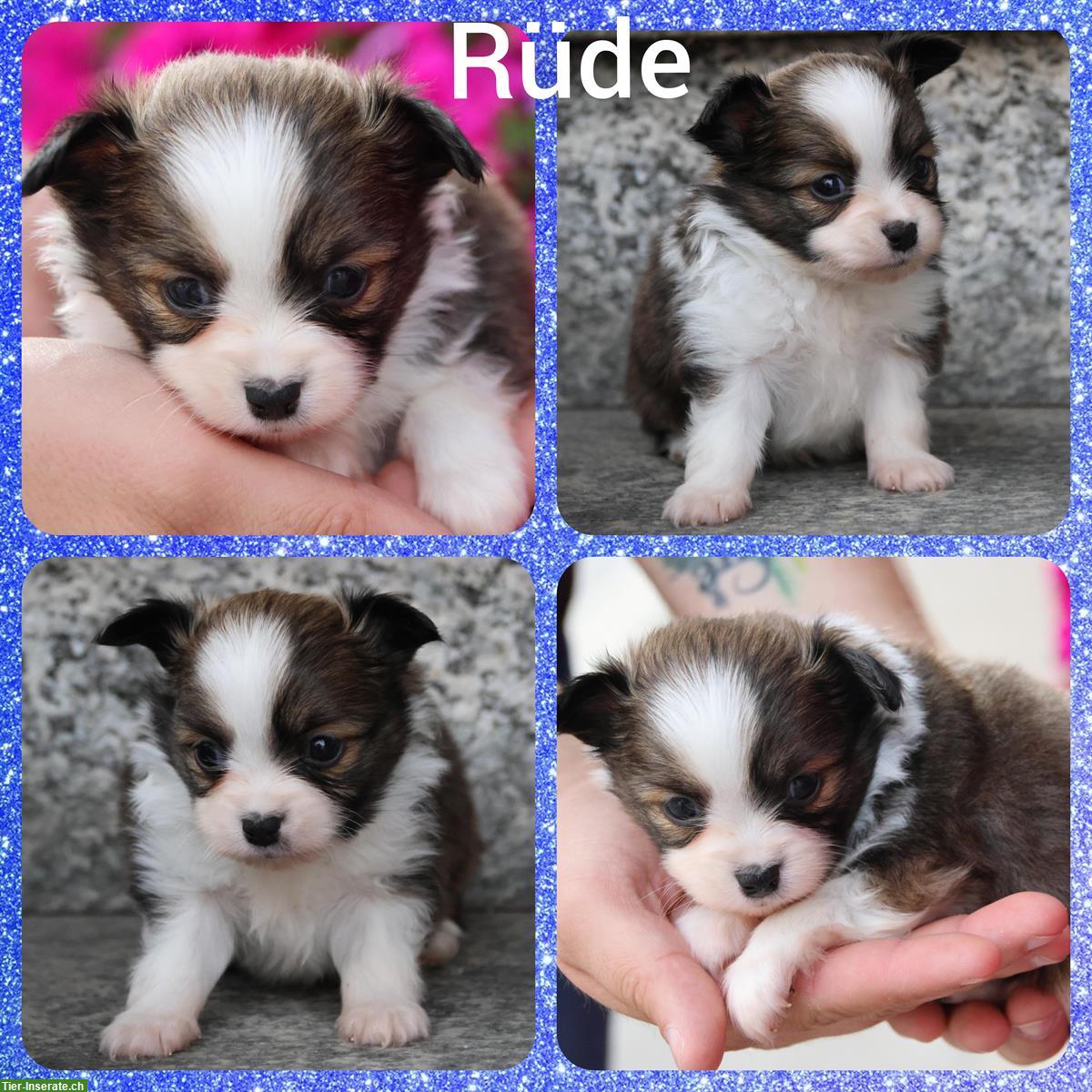 Bild 6: Zauberhafte Papillon x Toy Aussie (Aussiepaps) Welpen