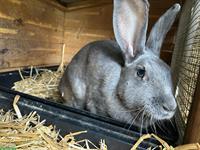 Schweizer Feh Kaninchen-Weibchen, auf Wunsch gedeckt
