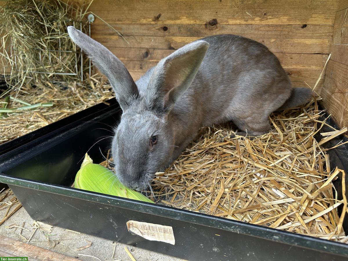 Bild 2: Schweizer Feh Kaninchen-Weibchen, auf Wunsch gedeckt