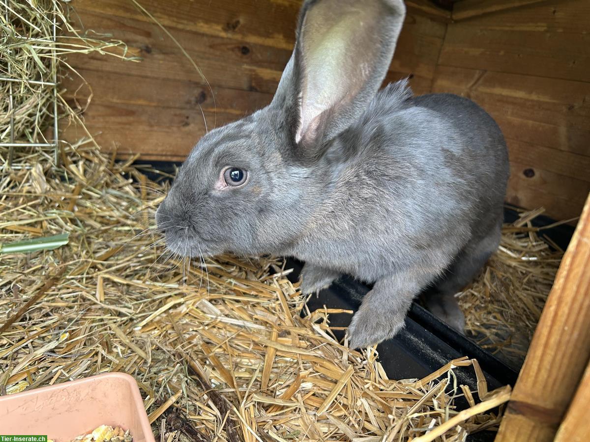 Bild 3: Schweizer Feh Kaninchen-Weibchen, auf Wunsch gedeckt