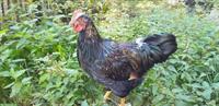 Grosse Barnevelder Hähne abzugeben