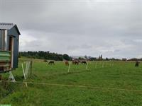 Pferdepension in Gossau ZH, Offenstallplätze und Paddockboxen frei