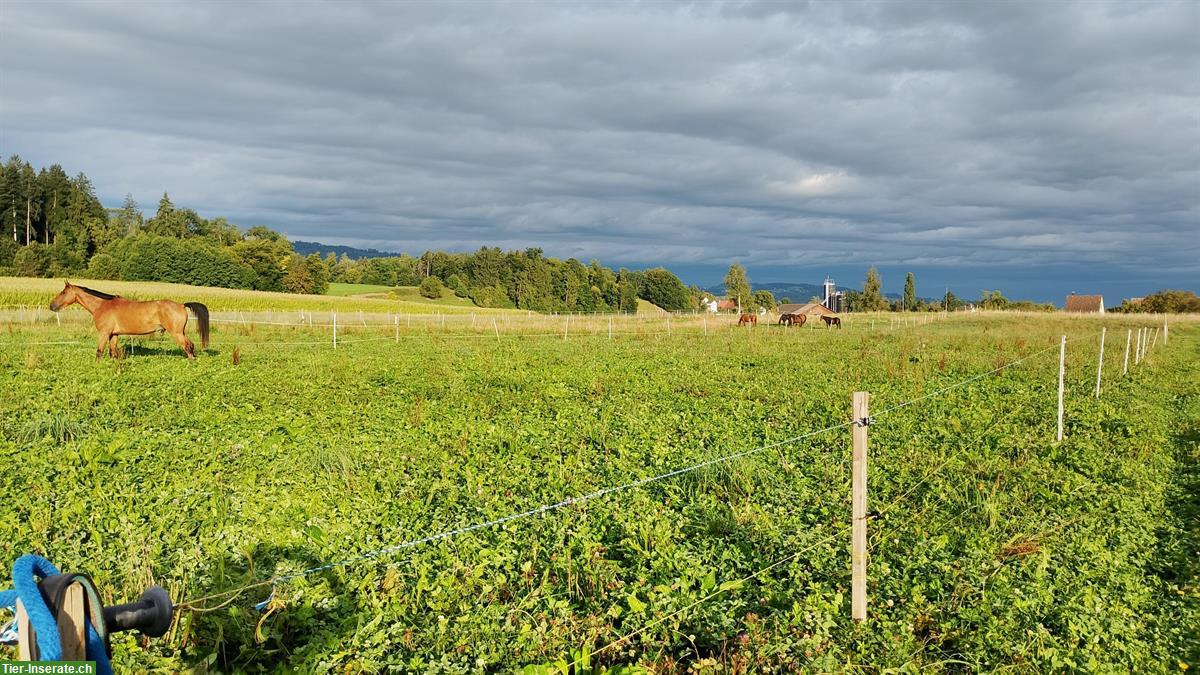 Bild 10: Pferdepension in Gossau ZH, Offenstallplätze und Paddockboxen frei