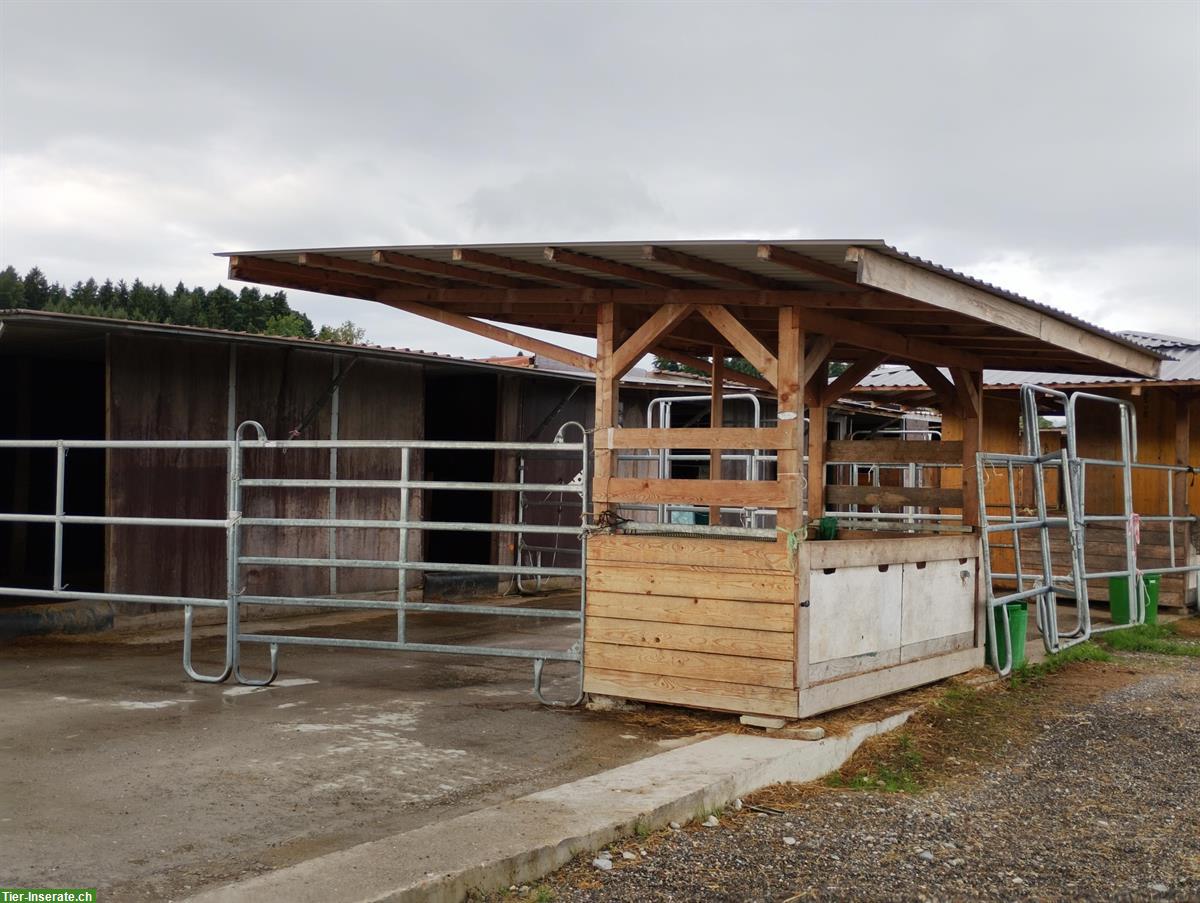 Bild 3: Pferdepension in Gossau ZH, Offenstallplätze und Paddockboxen frei