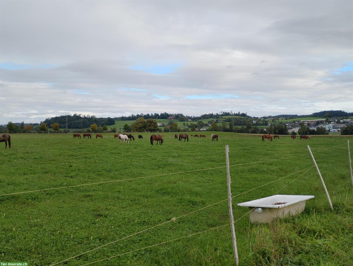 Bild 4: Pferdepension in Gossau ZH, Offenstallplätze und Paddockboxen frei