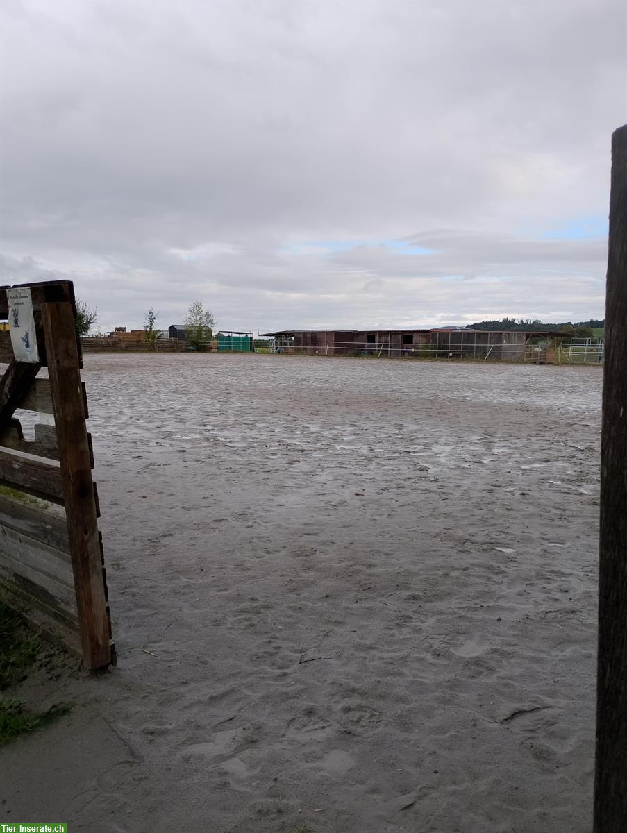 Bild 5: Pferdepension in Gossau ZH, Offenstallplätze und Paddockboxen frei