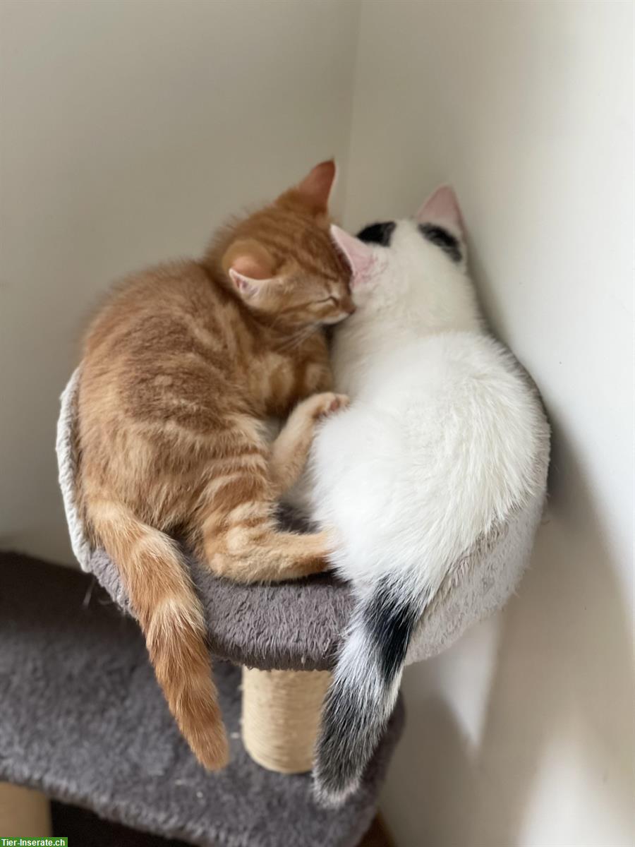 Kitten-Geschwister suchen gemeinsames Zuhause mit Freigang