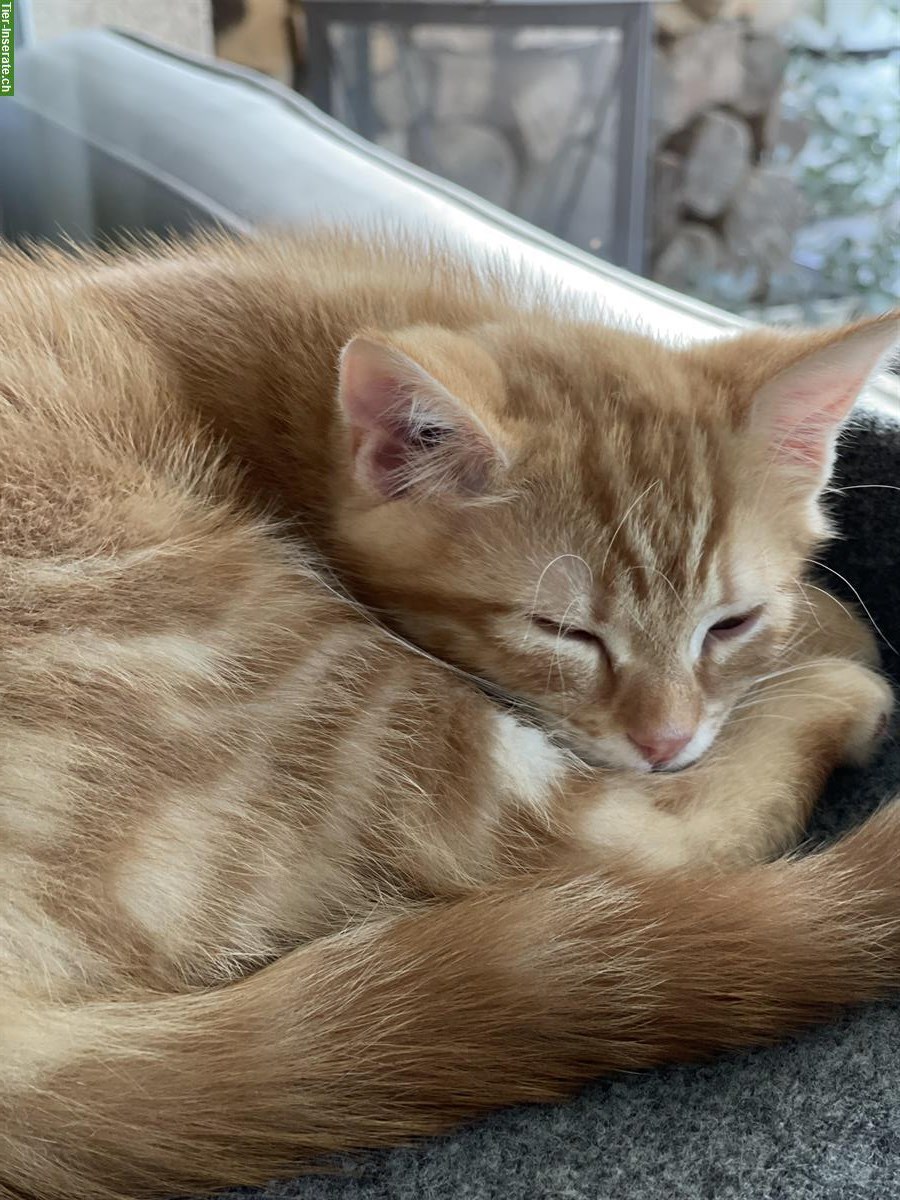 Bild 2: Kitten-Geschwister suchen gemeinsames Zuhause mit Freigang