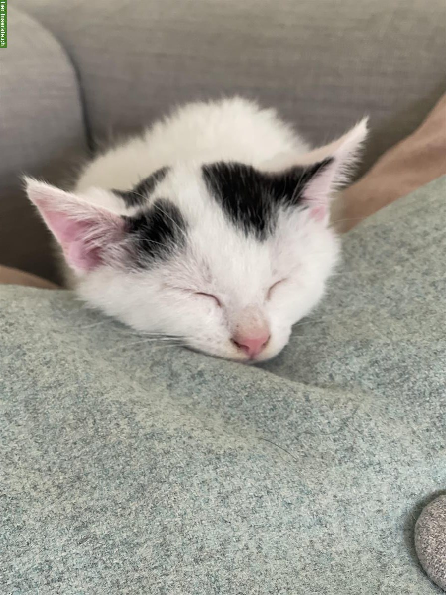Bild 3: Kitten-Geschwister suchen gemeinsames Zuhause mit Freigang