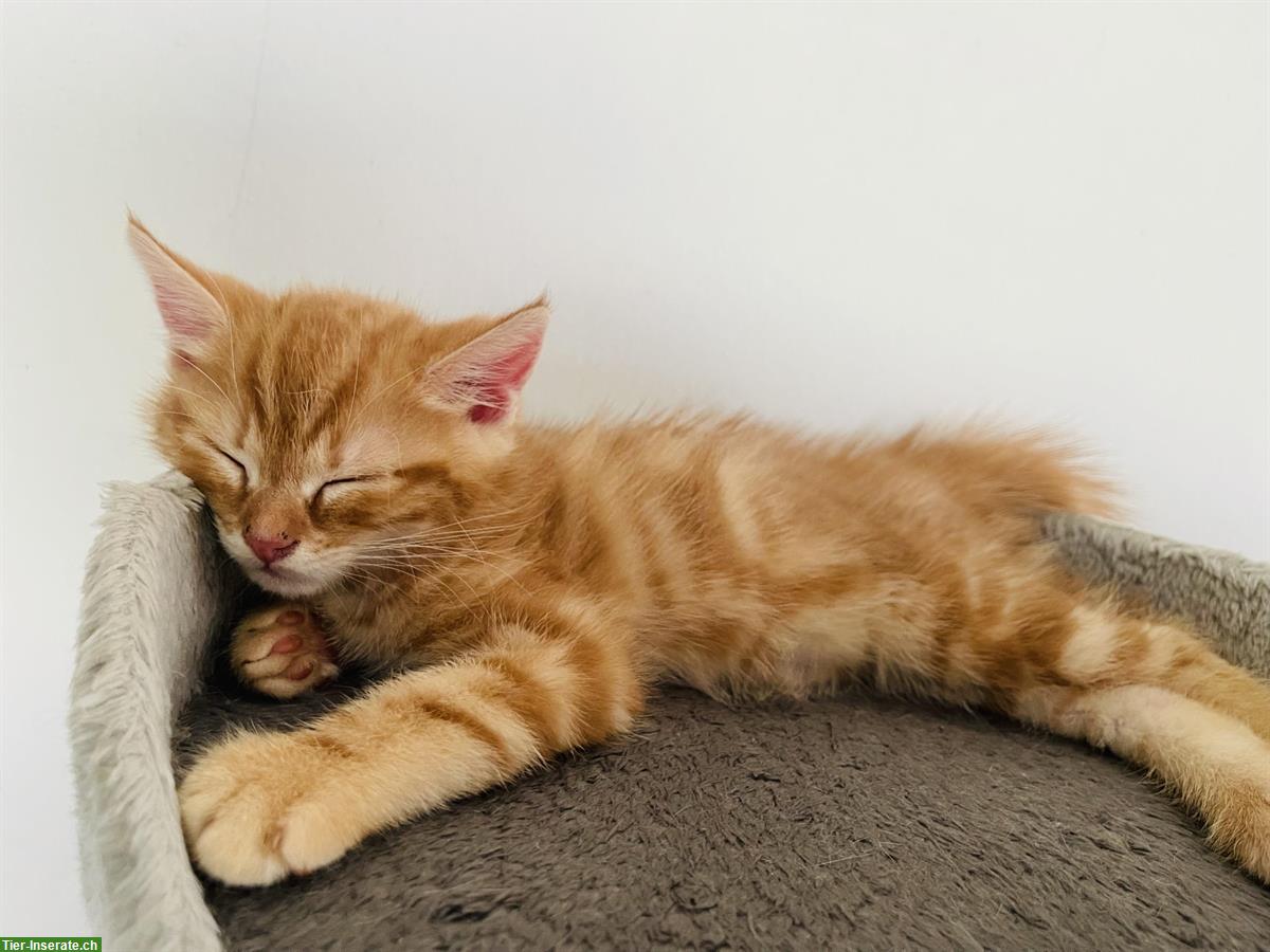 Bild 4: Kitten-Geschwister suchen gemeinsames Zuhause mit Freigang