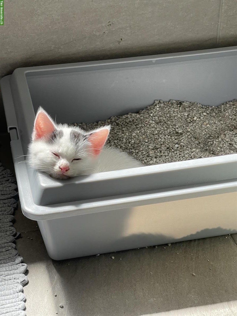 Bild 5: Kitten-Geschwister suchen gemeinsames Zuhause mit Freigang