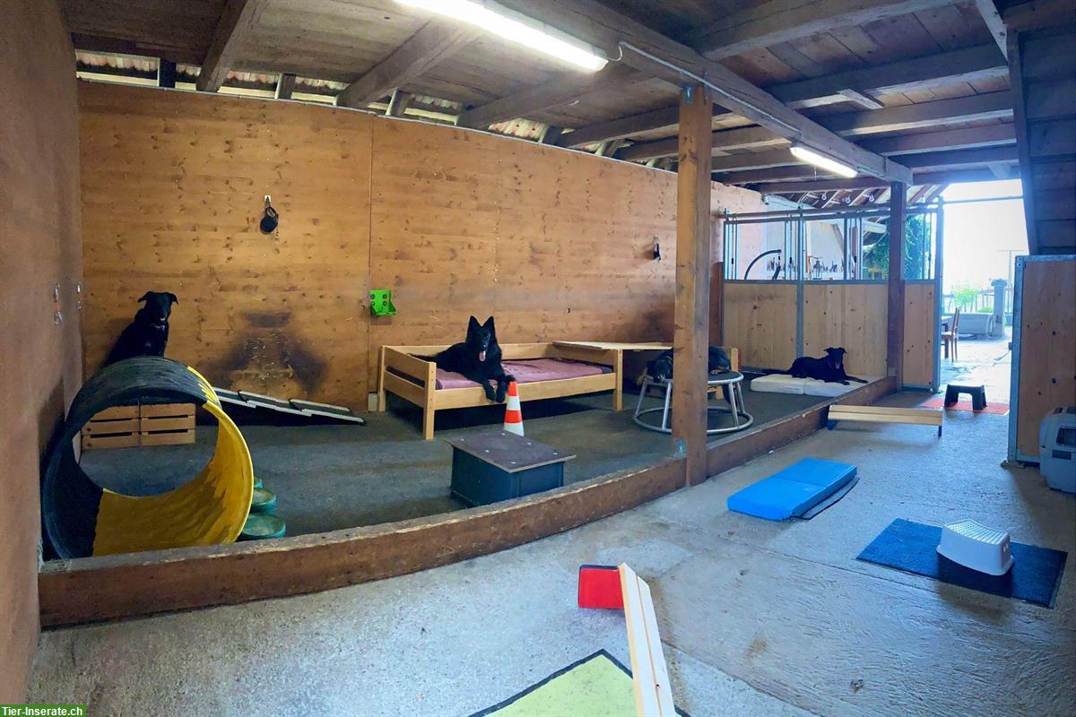 Bild 9: Vermiete 4-Zi-Dachgeschosswohnung in 5057 Reitnau, hundefreundlich
