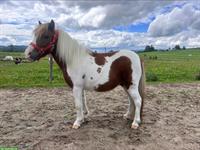 Shetlandpony Wallach, 2.5-jährig, weiss-braun gescheckt