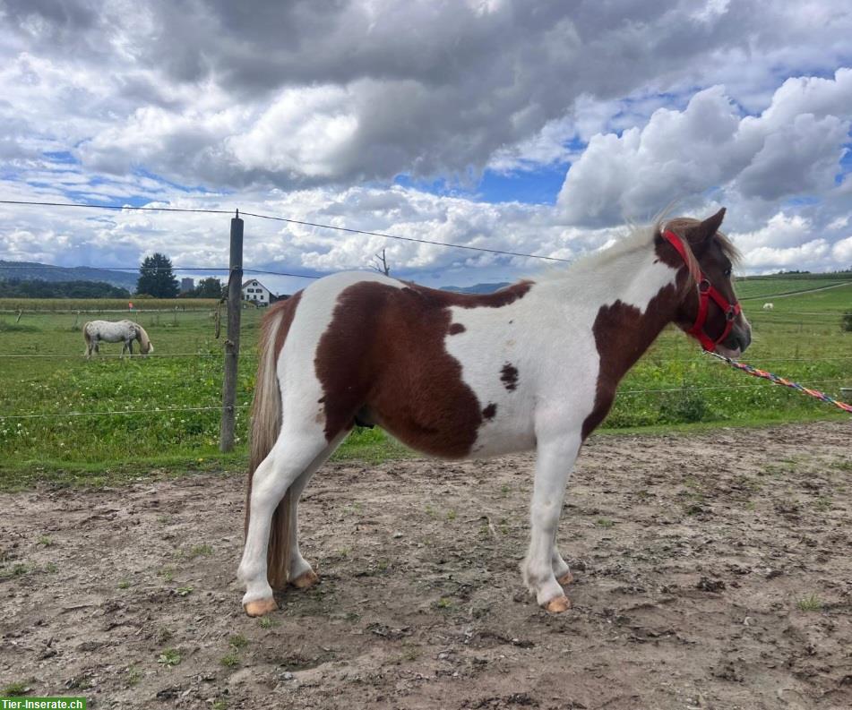 Bild 2: Shetlandpony Wallach, 2.5-jährig, weiss-braun gescheckt