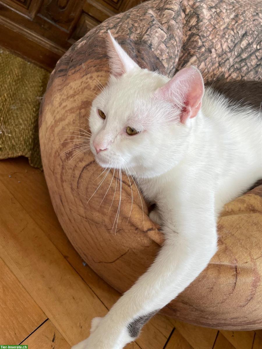 Bild 3: Norwegische Hauskatze x Perser Mix Kater, Einzel oder im Duo