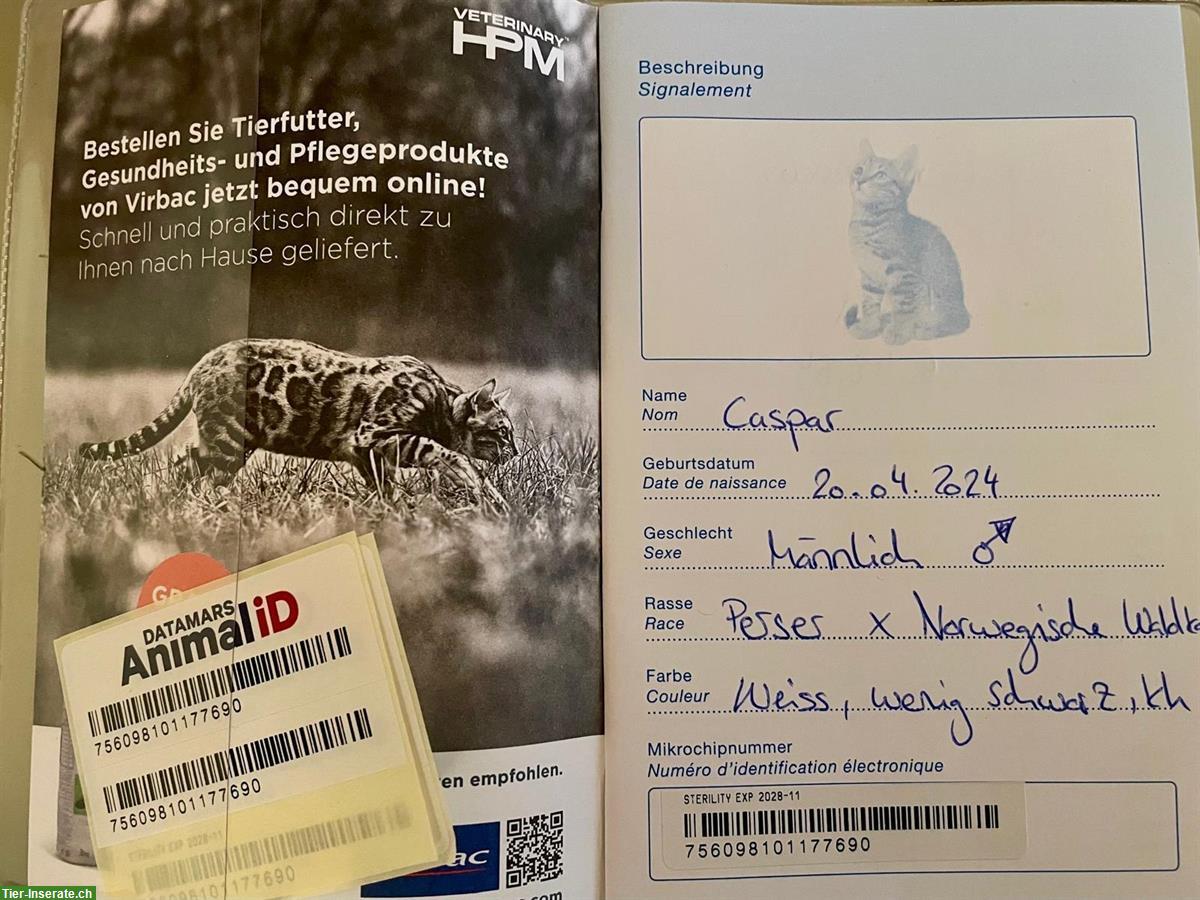 Bild 4: Norwegische Hauskatze x Perser Mix Kater, Einzel oder im Duo