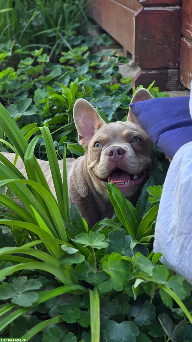 Ferien- & Wochenendbetreuung für Französische Bulldogge