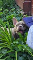 Ferien- & Wochenendbetreuung für Französische Bulldogge