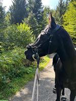 Reitbeteiligung auf Vollblutaraber in Eich LU