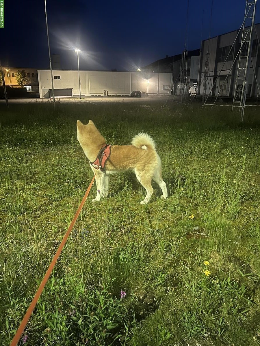 Akita Inu Rüde GESUCHT für meine Akita Inu Hündin